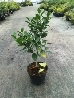 Pot 5L sur poncirus - formé en touffe