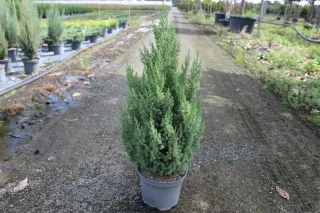 Pot 7.5L hauteur moyenne 80/100 cm (hors pot)