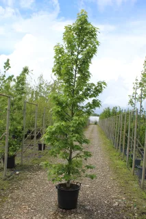 Pot 30L formé en tige de 200 cm, avec une force de 10 à 12 cm, pour une hauteur totale de 200 à 300 cm (hors pot).