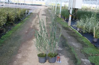 Pot 3L