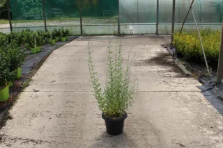 Pot 7.5L