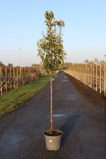 Pot 12L Formé en demi-tige (tige 130 cm) – Hauteur 175/200 cm (hors pot)