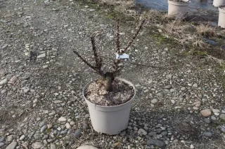 Pot 7.5L
