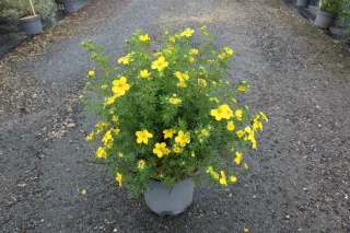 Pot 7.5L hauteur moyenne 40/50 cm (hors pot)