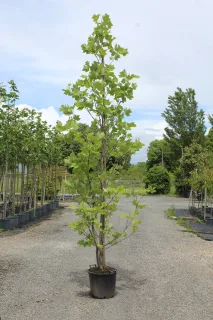 Pot 30L formé en tige de 200 cm, avec une force de 12 à 14 cm, pour une hauteur totale de 300 à 350 cm (hors pot)