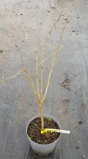 Pot 2.5L
