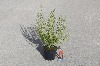 Pot 3L hauteur moyenne 40/60 cm (hors pot)