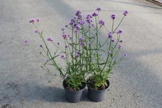 Pot 2L