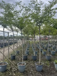 Pot 30L formé en tige de 200 cm, avec une force de 8 à 10 cm, pour une hauteur totale de 200 à 300 cm (hors pot)