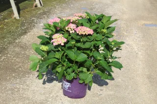 Pot 12L