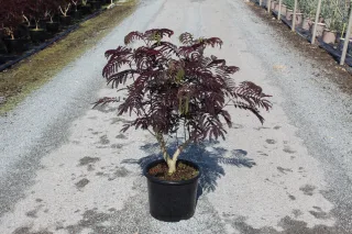 Pot 15L Touffe