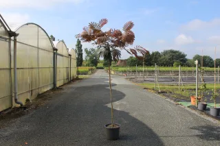 Pot 15L formé sur une tige de 130 cm, pour une hauteur totale de 180 à 200 cm (hors pot)