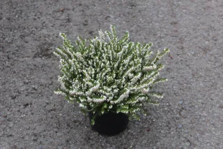 Pot 1.3L