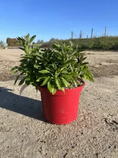 Pot 4L