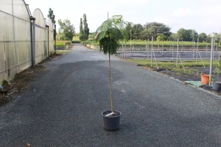 Pot 15L formé sur une tige de 130 cm, pour une hauteur totale de 180 à 200 cm (hors pot)