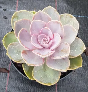 Pot 2.5L