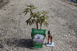 Pot 5L