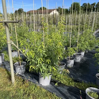 Pot 15L formé en baliveau hauteur 150 cm (hors pot)