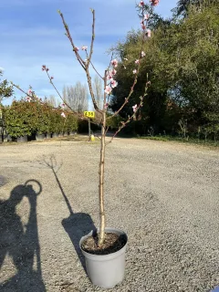 Pot 10L formé en gobelet sur une tige de 60-70 cm, hauteur totale de 125-150 cm (hors pot), plante âgée de 2 ans
