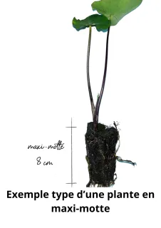 Pot Maxi-motte : Plant plus étoffé |L Haut. 10-25 cm