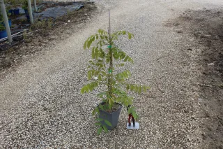 Pot 3L formé en tipi de 60 cm de hauteur (hors pot)