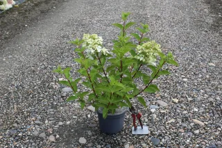 Pot 3L