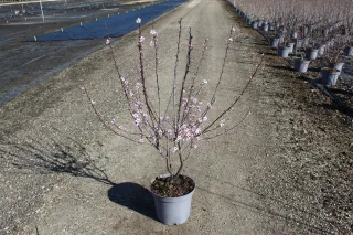 Pot 7.5L hauteur moyenne 100/120 cm (hors pot)