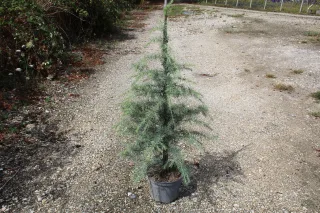 Pot 7.5L hauteur moyenne 80/100 cm (hors pot)
