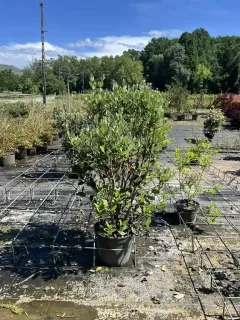 Pot 20L Hauteur 80/100 cm (hors pot)