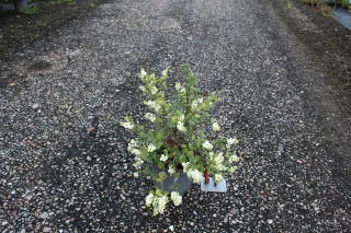 Pot 3L hauteur moyenne 40/60 cm (hors pot)