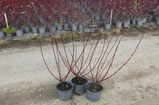 Pot 3L hauteur moyenne 40/60 cm (hors pot)