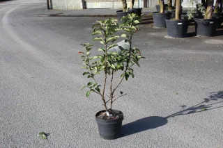 Pot 7.5L