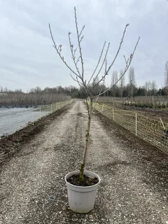 Pot 12L formé en gobelet sur une tige de 60-70 cm, hauteur totale de 125-150 cm (hors pot), plante âgée de 3 ans