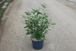 Pot 7.5L