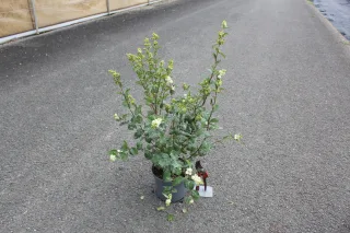 Pot 3L