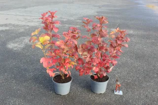 Pot 5L hauteur moyenne 40/60 cm (hors pot)