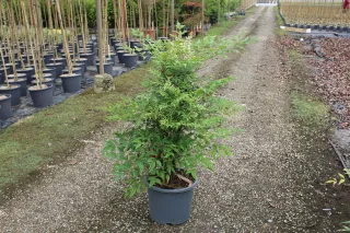 Pot 15L hauteur moyenne 100/125 cm (hors pot)