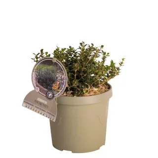 Pot 3,5L