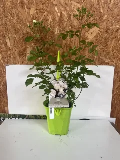 Pot 4L