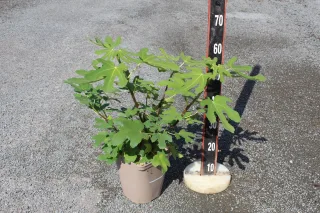 Pot 2L