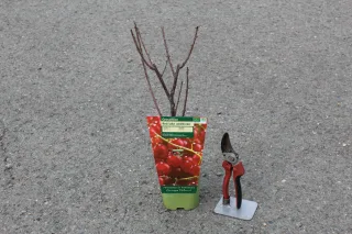 Pot 2L hauteur moyenne 20/40 cm (hors pot)