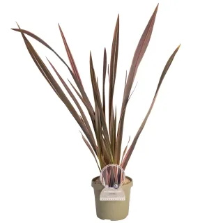 Pot 3,5L