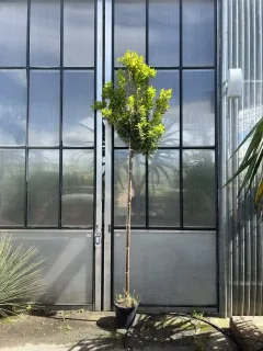 Pot 15L sur tige de 200 cm hauteur totale 300/350 cm