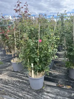 Pot 15L Formé sur un support palissé de 60 cm (hors pot)