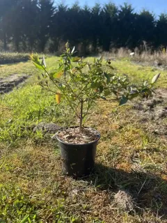 Pot 1L hauteur moyenne 20/30 cm