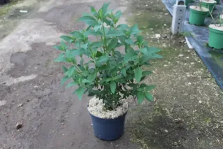 Pot 7.5L