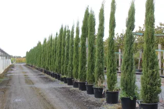 Pot 50L hauteur moyenne 300/350 cm (hors pot)