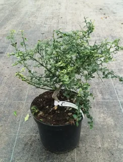 Pot 5L sur poncirus - formé en touffe