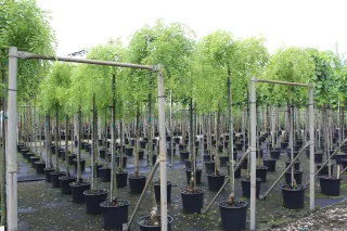 Pot 30L formé en tige de 200 cm, avec une force de 8 à 10 cm, pour une hauteur totale de 200 à 300 cm (hors pot)