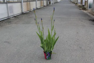 Pot 2,5L